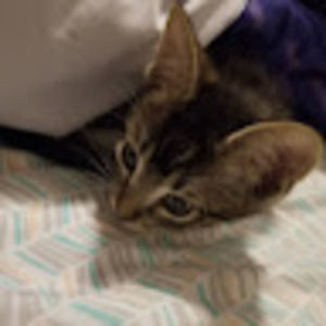 Meet your Posher, Marie